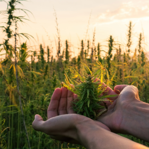 Ecologic and sustainability in hemp growing