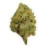 a green bud of marijuana blue dream strain sativa