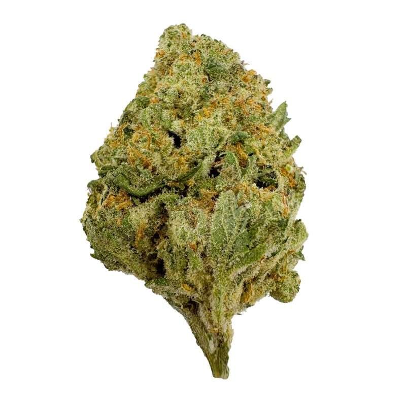 a green bud of marijuana blue dream strain sativa