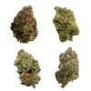 Exotic Indoor Sampler ESPH