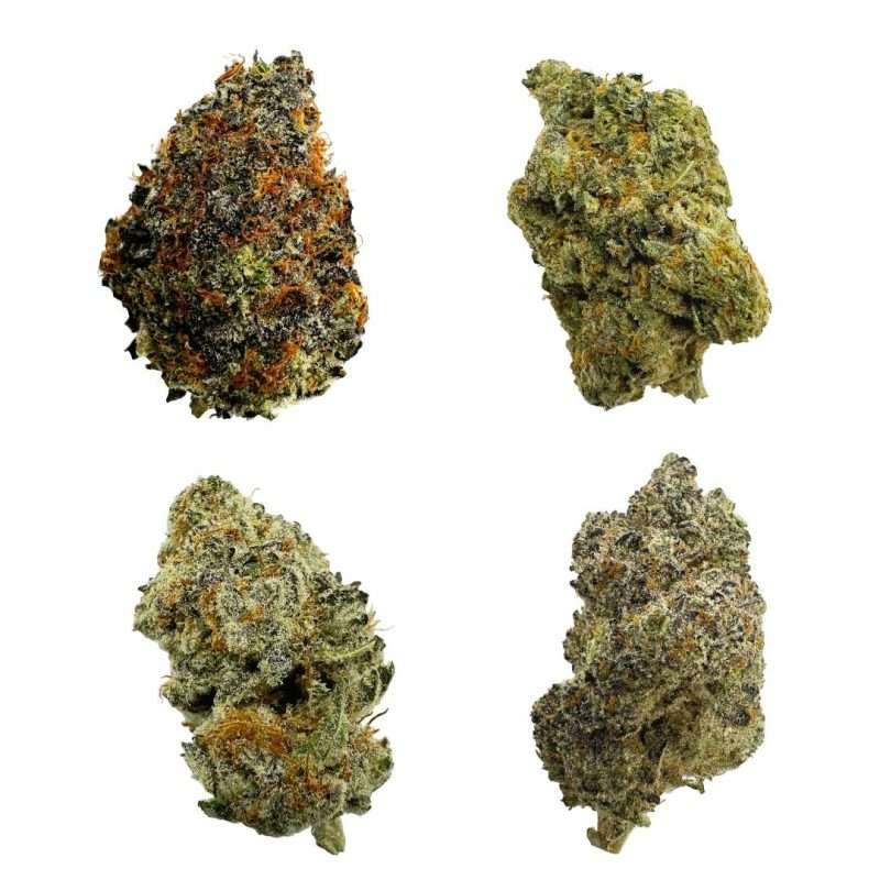 Exotic Indoor Sampler ESPH