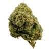 a green bud of hemp black cherry gelato indica strain