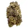green bud of hemp flower