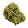 a green bud of hemp purp driver