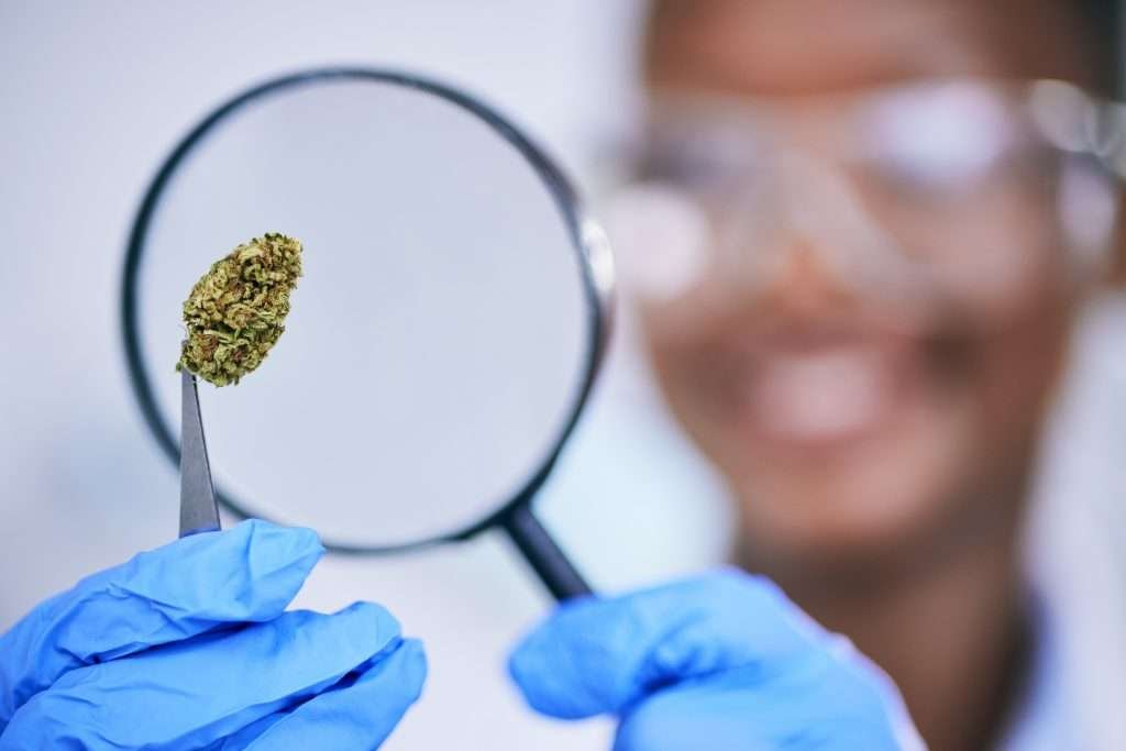 THCa High Potency Level Strains: What You Need to Know