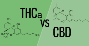 THCa vs. CBD: Which One is Best for You?