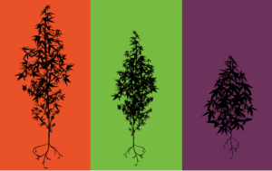 Sativa vs Indica: Understanding the Differences and Benefits