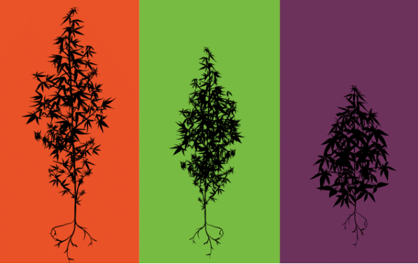 Sativa vs Indica: Understanding the Differences and Benefits