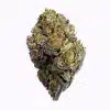 a exotic green and purple bud of thca flower