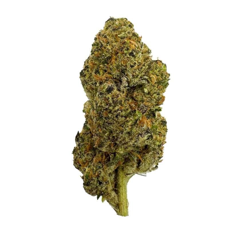 a bud of indoor thca flower marijuana