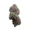 a bud of exotic indoor thca flower strain