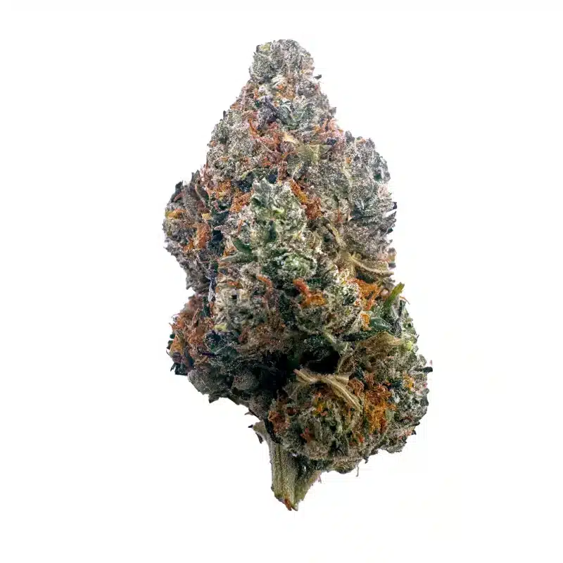 a close up of a thca flower bud gsc strain