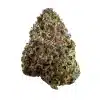 a close up photo of indoor bud of hemp flower colombian gold strain