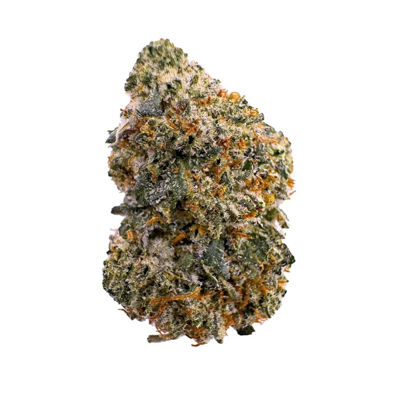 a close up photo of indoor bud of hemp flower hindu kush strain
