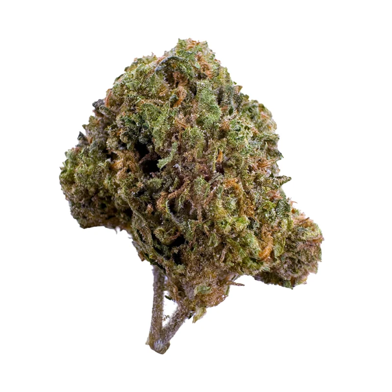 a close up photo of indoor bud of hemp flower orange pushpop strain