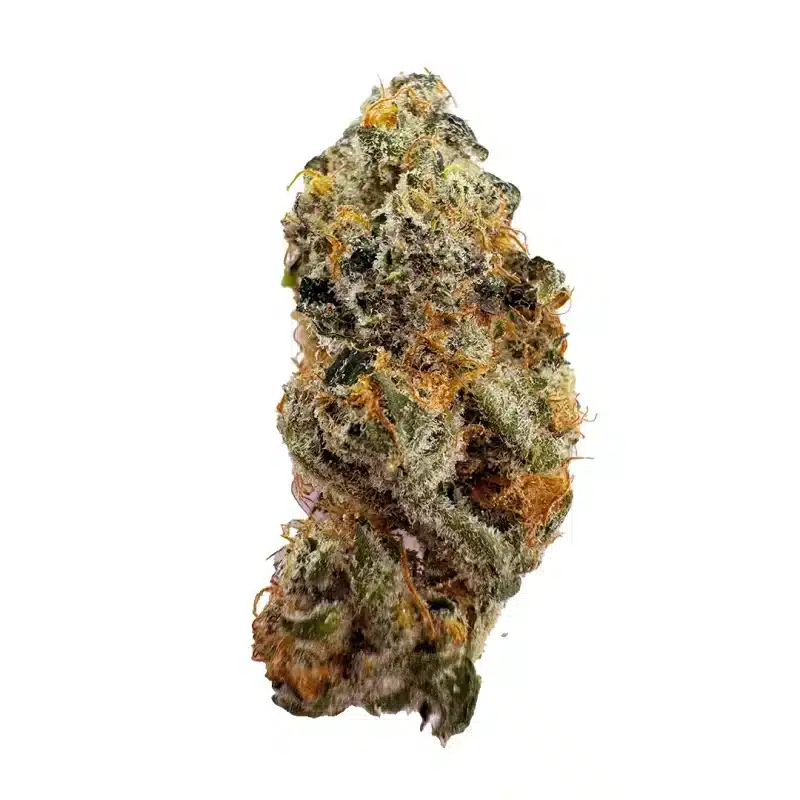 a close up photo of indoor bud of hemp flower