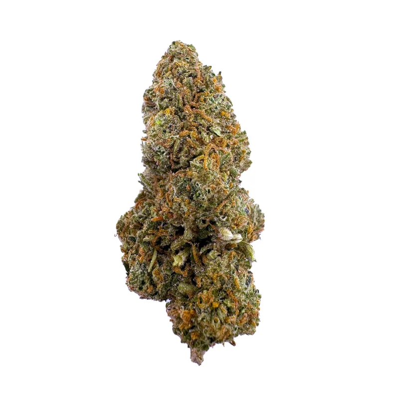 a close up photo of indoor bud of hemp flower strawberry kush strain