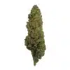 tall bud of hemp flower