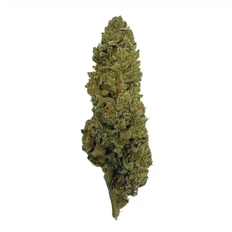 tall bud of hemp flower