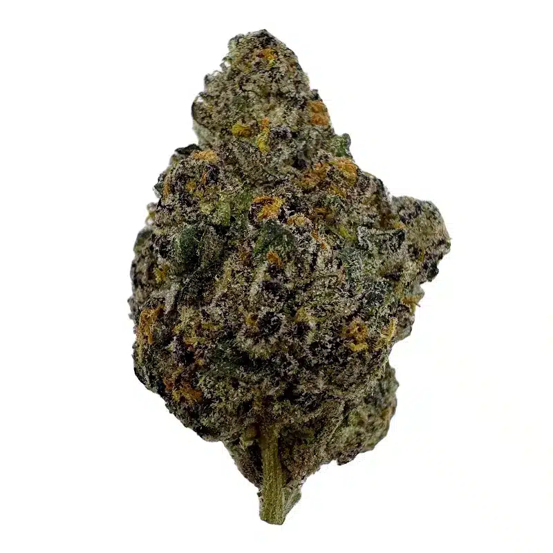 Black Mamba - Top Shelf Indoor